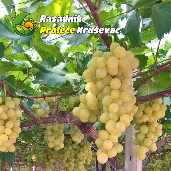 kalemovi vinove loze stone sorte kraljica vinograda