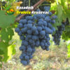 kalemovi vinske sorte merlot