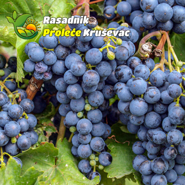 kalemovi vinove loze stone sorte rubel