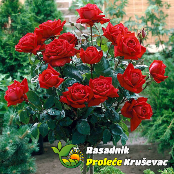 Slika proizvoda uživo