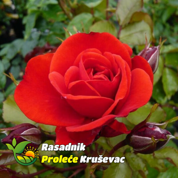 ruza-stablasica-lili-marlene-cvet stablasica lili marlene cvet