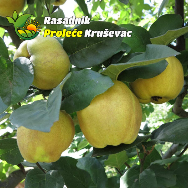 sadnice dunje leskovacka