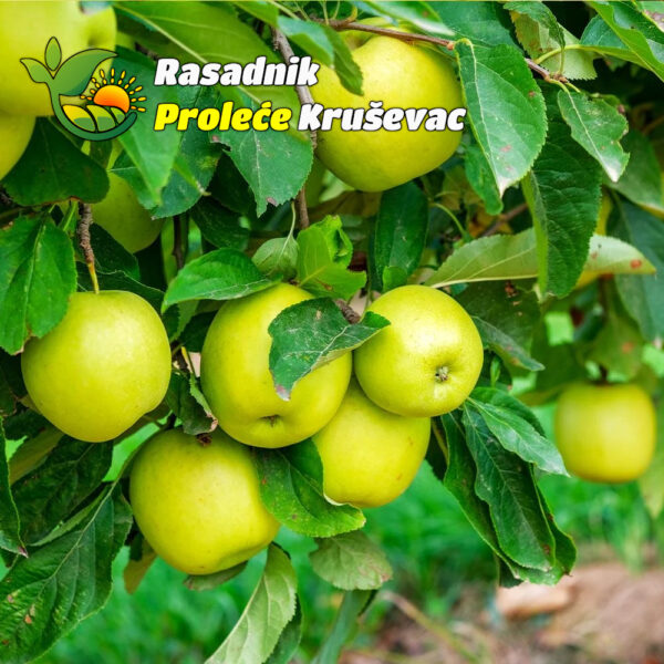 sadnice-jabuke-mutsu sadnice jabuke mutsu