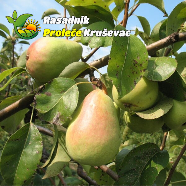 sadnice kruske kaludjerka
