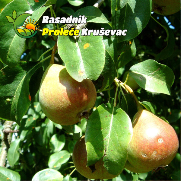 sadnice kruske lubenicarka