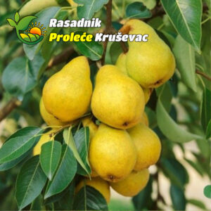 sadnice kruske viljamovka