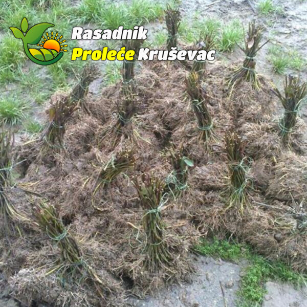 Slika proizvoda uživo