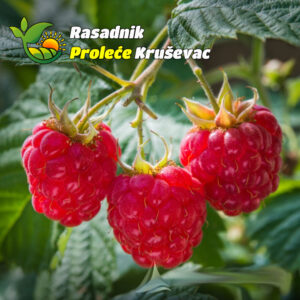 sadnice maline polana
