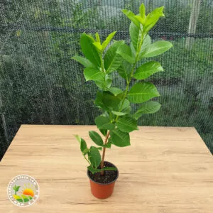 Lovor Višnja Sadnice