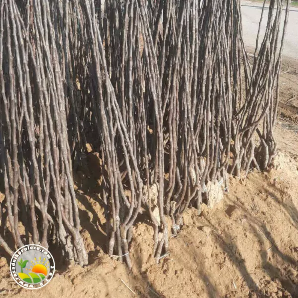 Sadnice Mušmule Rojal