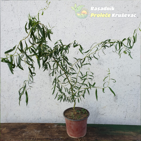 salix vrba flamingo u saksiji