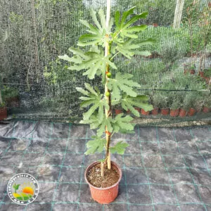 Smokva u Saksiji (dvogodišnja sa rodom)