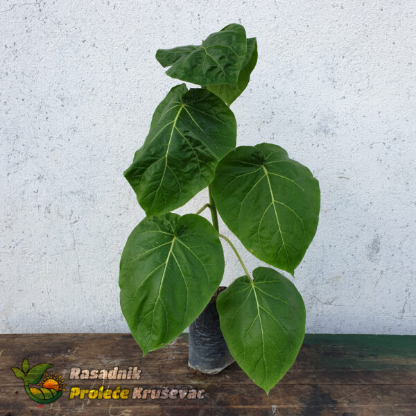 Slika proizvoda uživo