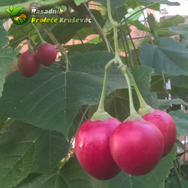 tamarillo-sadnica-u-saksiji tamarilo plod