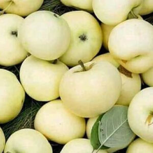 jabuka petrovača