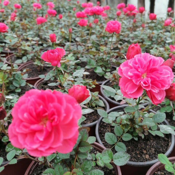 mini ruza ciklama mini ruza ciklama