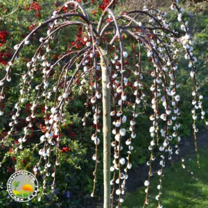 Padajuća Vrba Salix-Carpea