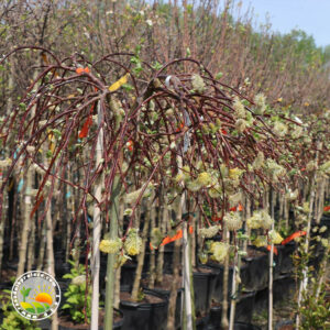 salix padajuca