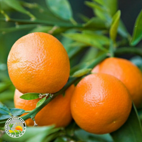sadnice mandarine
