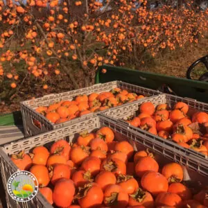 Japanska Jabuka (u Saksiji)