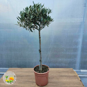 sadnica masline Sadnice Masline u Saksiji