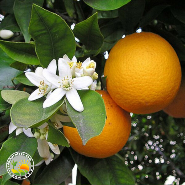 sadnice pomarandze