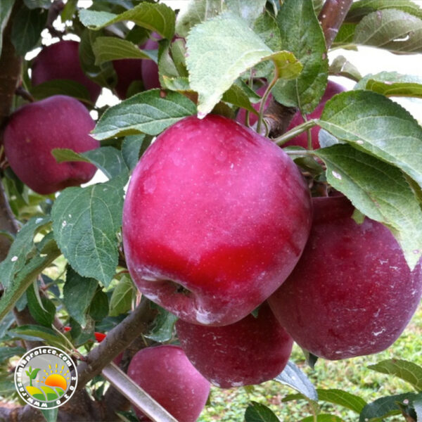 sadnice jabuke