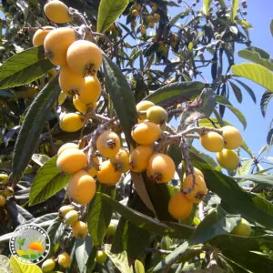 Japanska Mušmula (Nešpula)