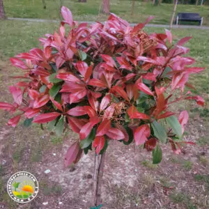 Fotinia "Red Robin" u Saksiji