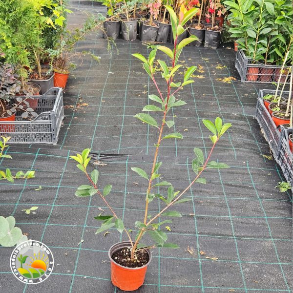 Fotinia "Red Robin" u Saksiji