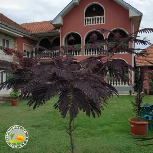 Čokoladna Albicija (Summer Chocolate)