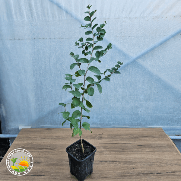 Slika proizvoda uživo