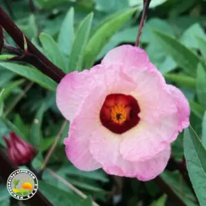 Crveni Baštenski Hibiskus - Jestivi