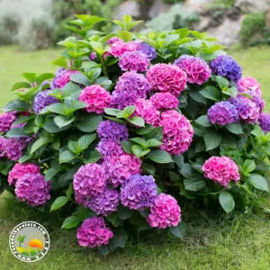 Plavo-Roze Hortenzija