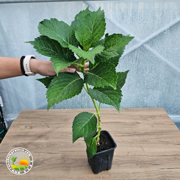 Slika proizvoda uživo