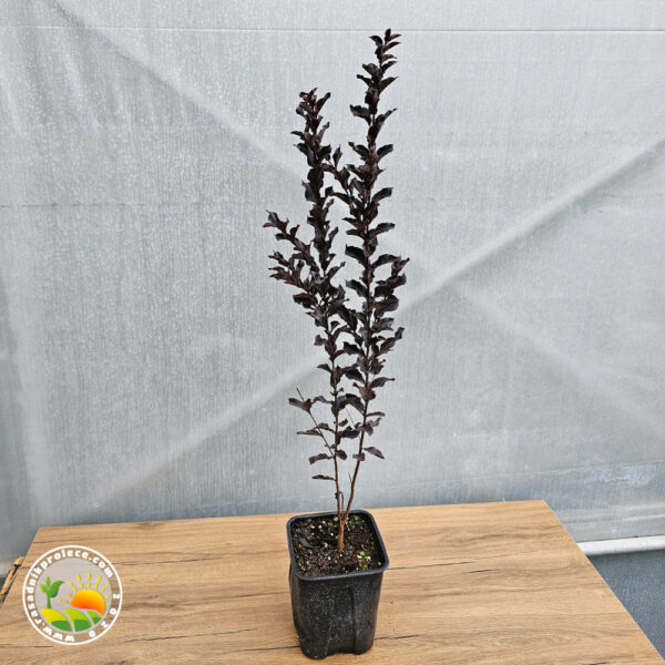 Slika proizvoda uživo