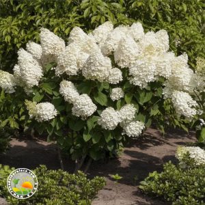 bela drvenasta hortenzija u bašti Bela Drvenasta Hortenzija (Hidrangea Paniculata)