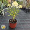 bela drvenasta hortenzija u saksiji Bela Drvenasta Hortenzija (Hidrangea Paniculata)