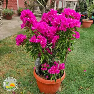 Roze Bugenvilija (Bogumila)