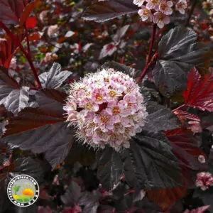 Tamnolisni Fizokarpus (Physocarpus Diabolo)
