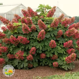 Hrastolista Hortenzija (Hydrangea quercifolia)