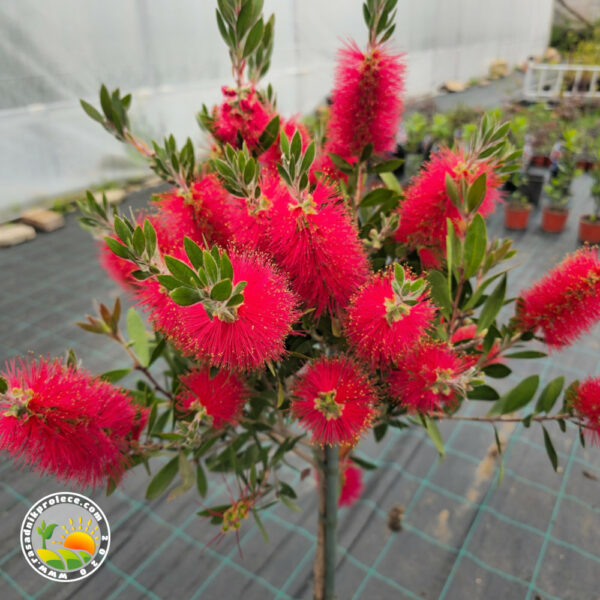 kalistermon na stapu