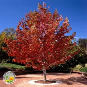 Crvenolisni Likvidambar