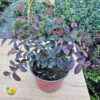 loropetalum sadnica
