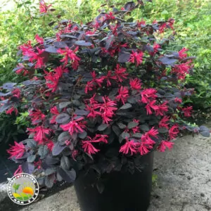 Kineska Resa (Loropetalum Black Pearl)