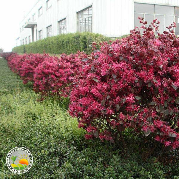 loropetalum ziva ograda