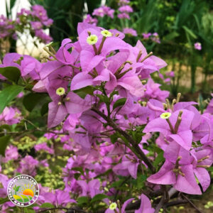 roze bogumila cvet