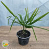 sadnica lepezaste palme