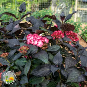 Tamnolisna Hortenzija