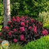 tamnolisna hortenzija roze boje Tamnolisna Hortenzija